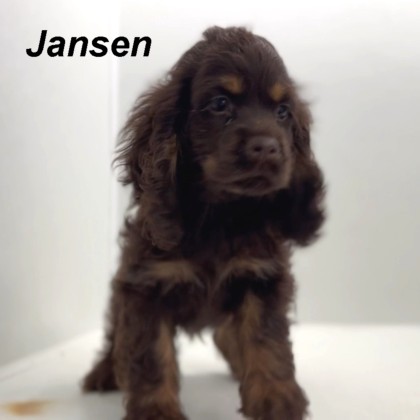 puppy, for, sale, Cocker Spaniel, Joe & Cherri  Overlease, dog, breeder, Miller, MO, dog-breeder, puppy-for-sale, forsale, nearby, find, puppyfind, locator, puppylocator, aca